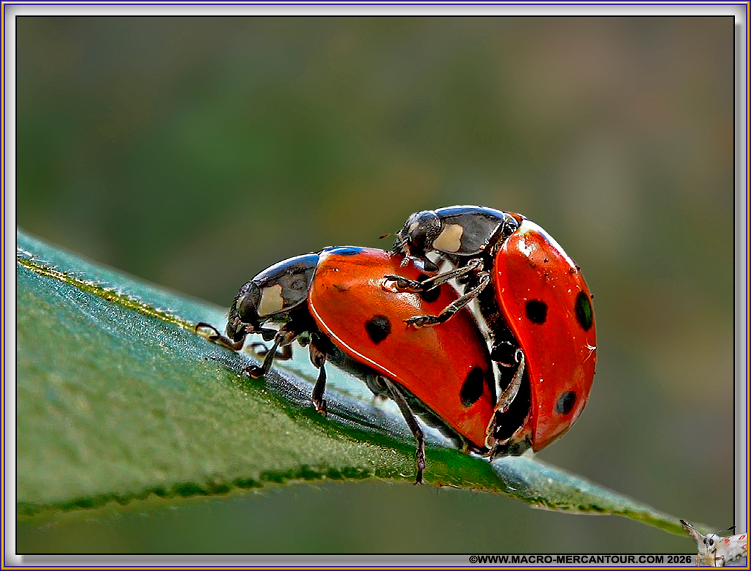 Coccinelles
